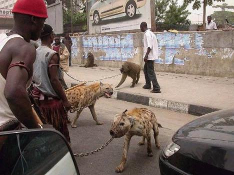 hijene-lanac-covek-lagos.jpg