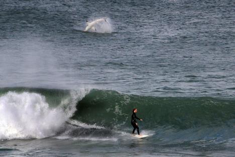 surfer-i-ajkula.jpg