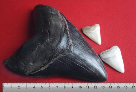 megalodon-zub-dinosaurus.jpg