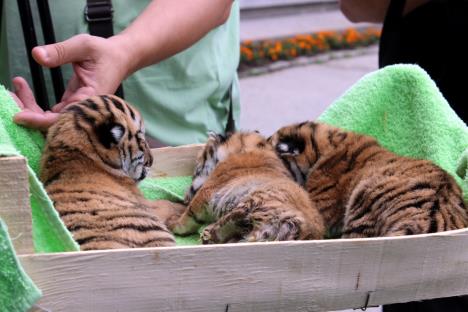 jagodina-zoo-vrt-tigar-mladunci.jpg