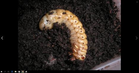 larva-bubafacebook.jpg