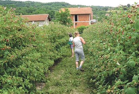 radni-staz-sezonski-radnici.jpg