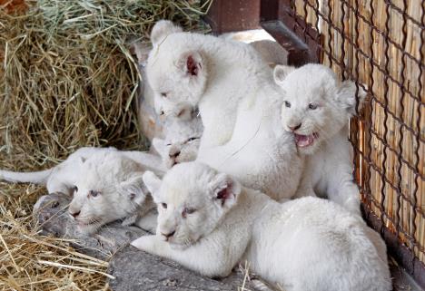 ukrajina-beli-lavovi-zoo-vrt.jpg