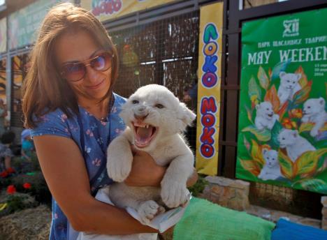 ukrajina-beli-lavovi-zoo-vrt.jpg