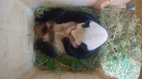 panda-bec-blizanci.jpg