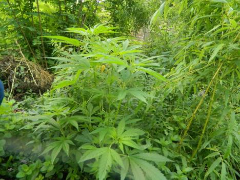 marihuana-konoplja.jpg