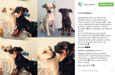 pas-zivotinje-seka-aleksic.jpg
