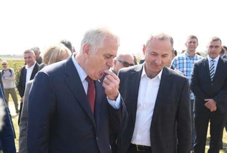 tomislav-nikolic-predsednik-srbije-cuprija-berba.jpg