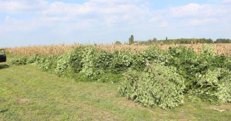 marihuana-plantaza-zaplena-kanjiza.jpg