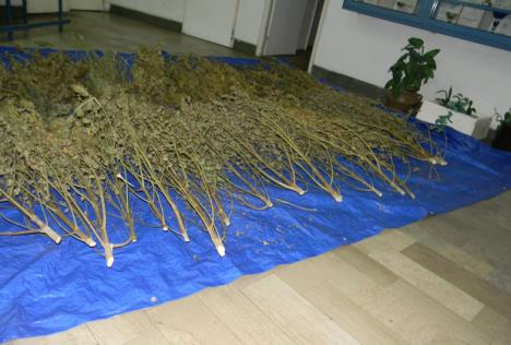 zaplena-marihuana.jpg