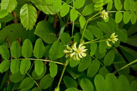 astragalus-biljka.jpg