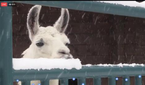 bogradski-zoo-vrt-lama.jpg