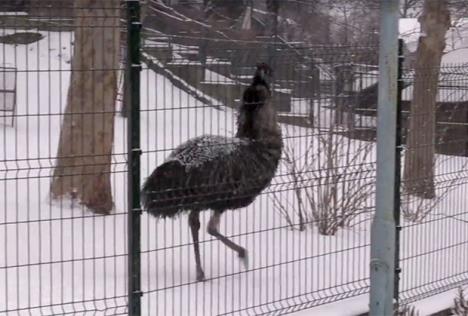 emu.jpg