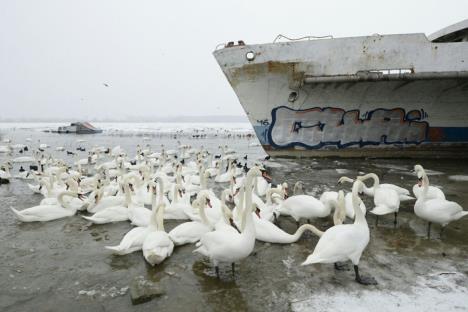 led-razbijanje-leda-dunav-zemun.jpg