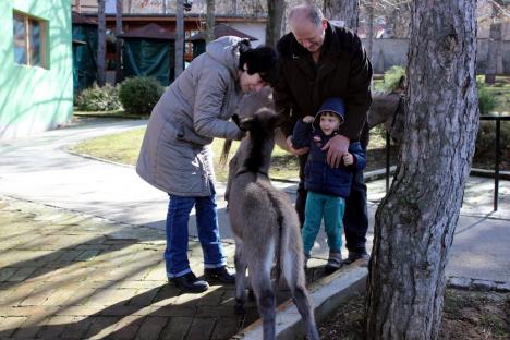 magarence-jagodina-zoovrt.jpg