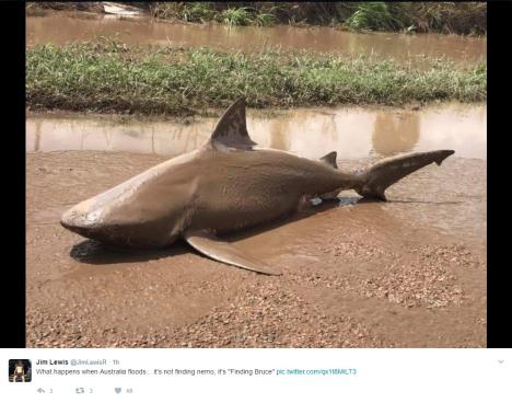 australija-poplave-kvinslend-ajkula-bik-foto-printscreen.jpg