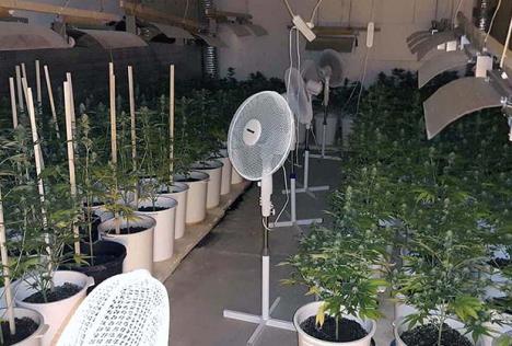 laboratorija-marihuana-backi-petrovac.jpg