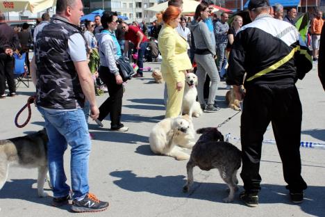 izlozba-pasa-jagodina.jpg