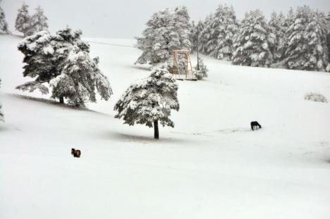 zlatibor-sneg-prolece-april.jpg