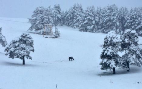 zlatibor-sneg-prolece-april.jpg