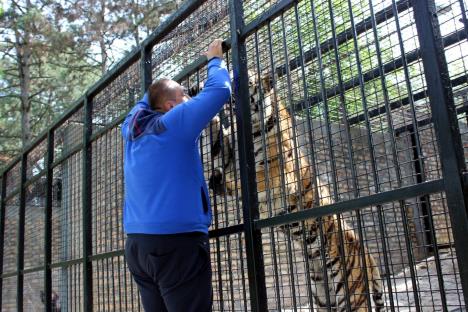 tigar-luka-jagodina-zoo-vrt.jpg