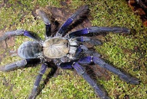 tarantula-pauk.jpg