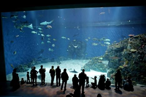 akvarijum-danska.jpg