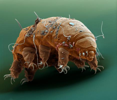 tardigrade.jpg