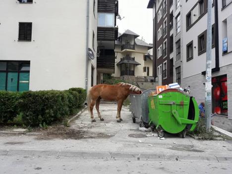 konj-zlatibor-kontejner-foto-uzice-oglasna-tabla-facebook-printscreen.jpg