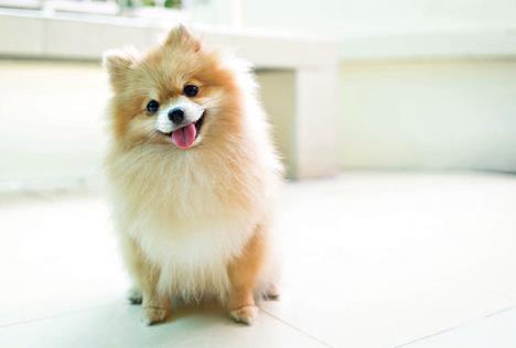 stockphotoorangepomeraniandogsmile473620840.jpg