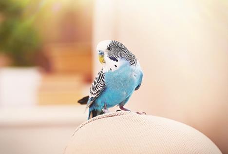 stockphotobudgerigarathomeonbrightbackground305811101.jpg