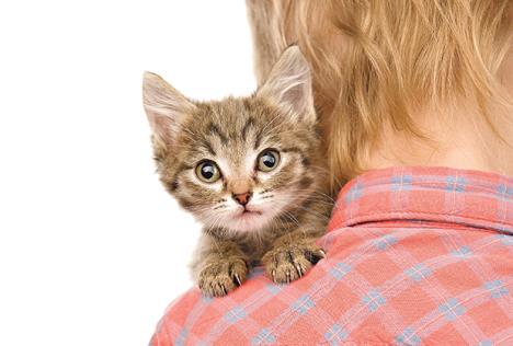 stockphotokittenpeepingovertheshoulderofachildisolatedonwhitebackground141549202.jpg