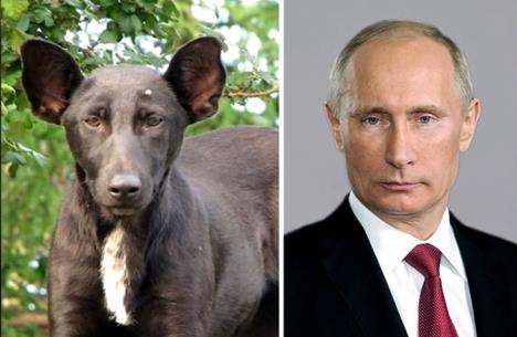 vladimir-putin.jpg