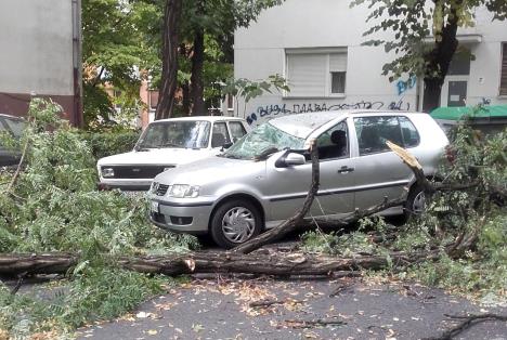 nevreme-drvo-palo-karaburma-foto-tanjug.jpg