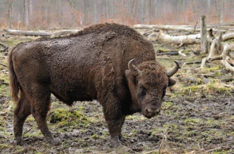 bison-bonasus-linnaeus-1758.jpg