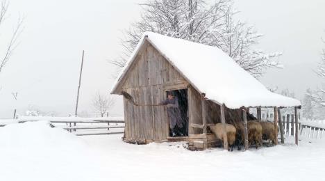 zlatar-sneg-3.jpg