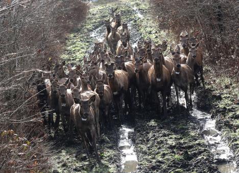 jelen-kosuta-bosutska-suma-foto-tanjug.jpg