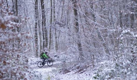 german-forest.jpg