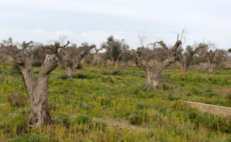 profimedia0291626325-xylella-fastidiosa.jpg