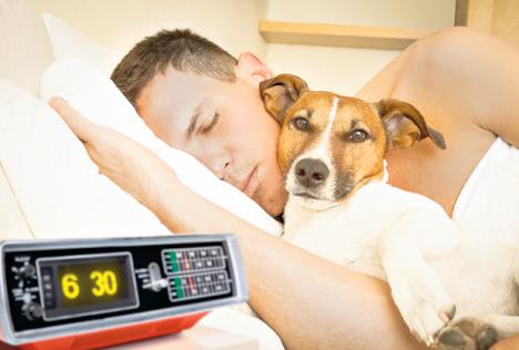 stockphotojackrusselldoginbedrestingorsleepingwithownerdreaminginbedroomundertheblanketto676810504.jpg