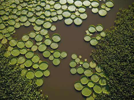 ap-jorge-saenz-water-liliy.jpg