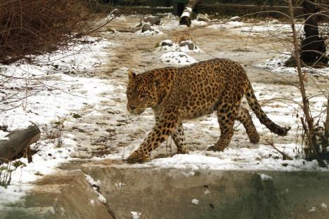 leopard-u-indiji.jpg