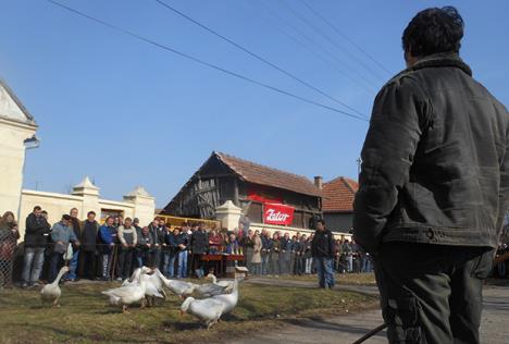 gusciji-fajt-moze-da-traje-skoro-20-minuta-foto-s.u.jpg