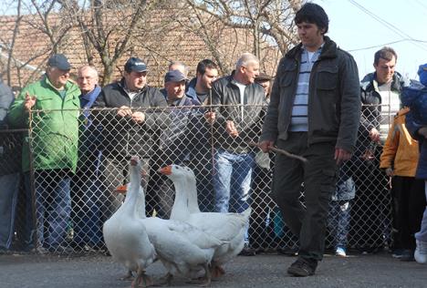 vazna-je-svakodnevna-setnja-foto-s.u..jpg