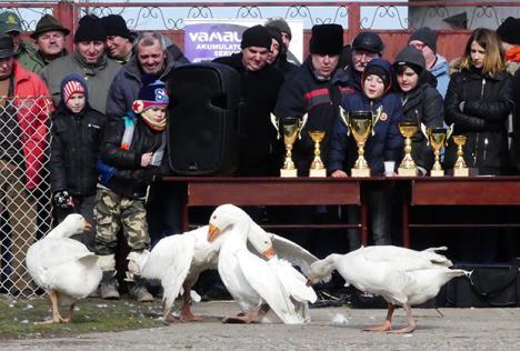 gusciji-fajt-do-poslednjeg-pera-foto-su..jpg