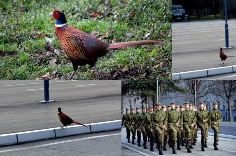 toza-fazan-vojna-akademija-foto-ministarstvo-odbrane-i-vojska-srbije.jpg