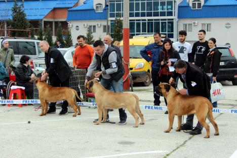 jagodina-izlozba-pasa-foto-tanjug-dusan-anicic-1.jpg