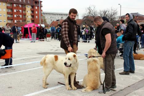 jagodina-izlozba-pasa-foto-tanjug-dusan-anicic-4.jpg