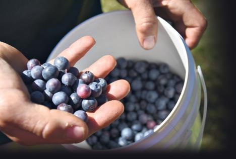 stockphotohandholdingbunchofblueberriesfreshlypickedwildblueberriesfreshblueberriesorbilberries586193468-copy.jpg