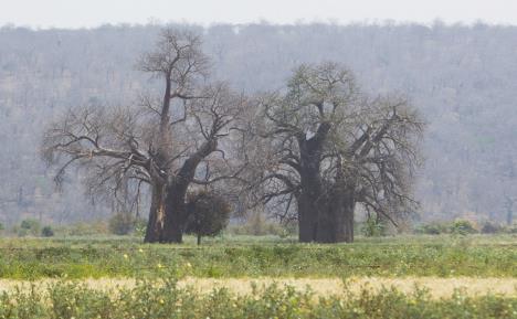 baobab-u-zimbabveu02.jpg